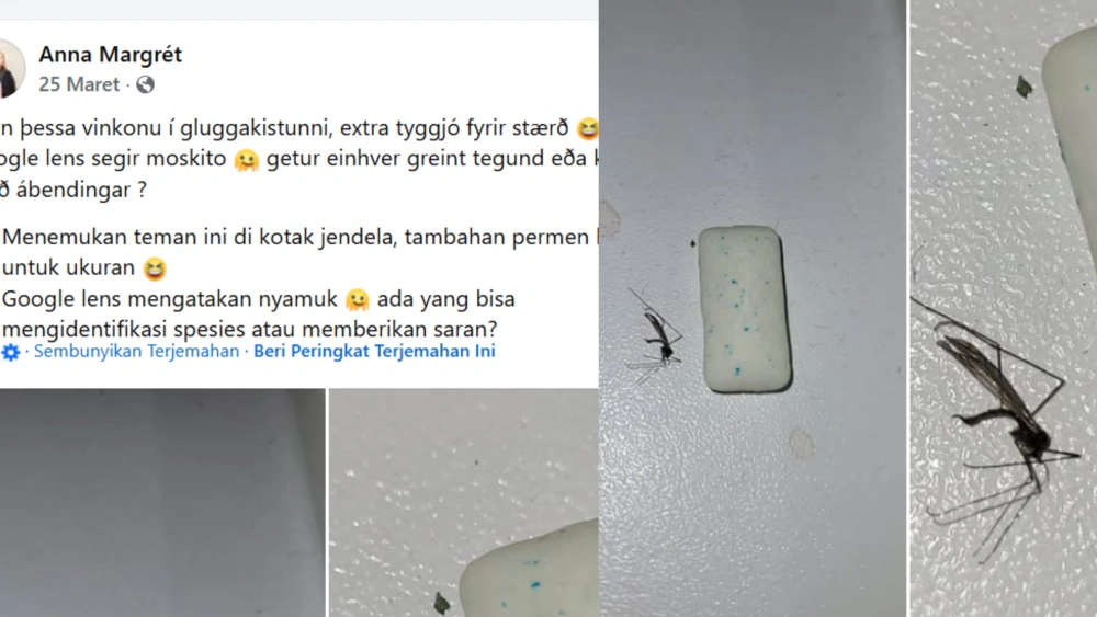 Unggahan Nyamuk Ditemukan Pertama Di Islandia. (Facebook)